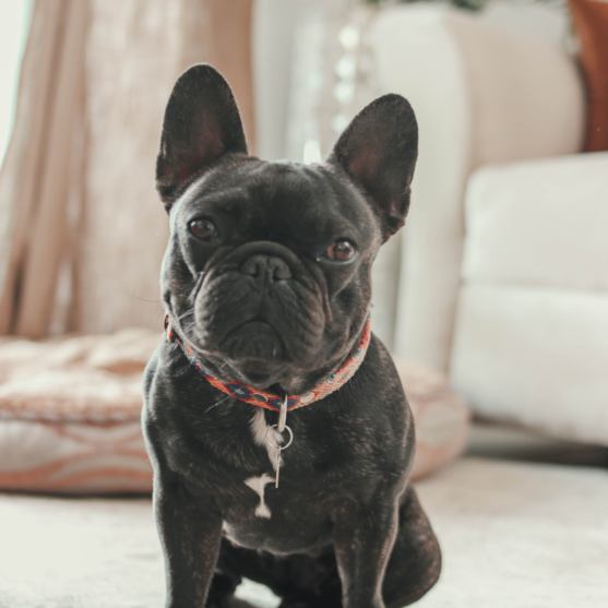 Frenchie Breed Info